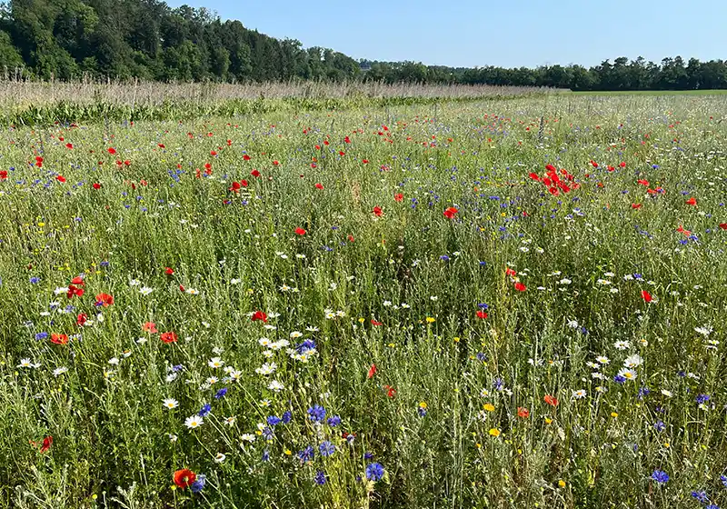 Jachères florales et tournantes