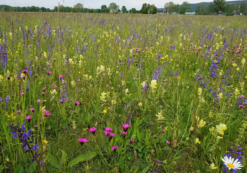 Prairies extensives