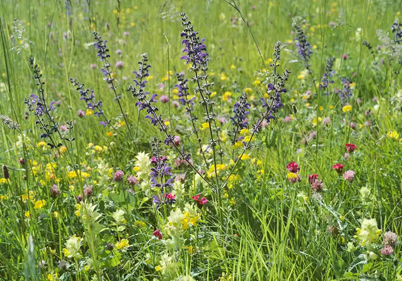 Maintien de prairies permanentes riches en espèces