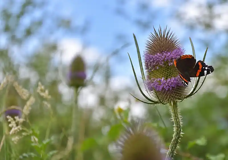 Favoriser les plantes nourricières