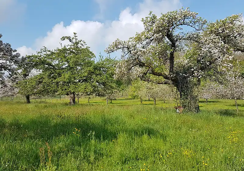 Arbres isolés indigènes adaptés au site et vieux arbres
