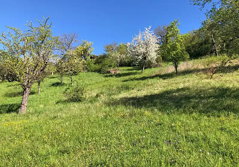 Arbres fruitiers haute-tige