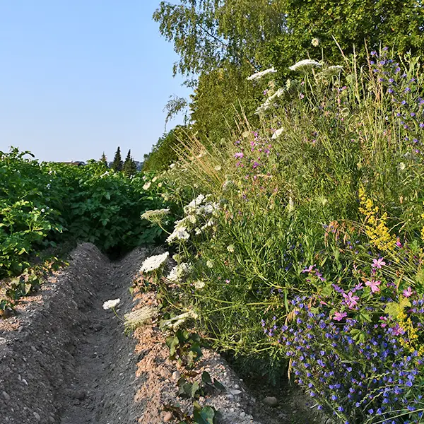 Ourlets sur terres assolées