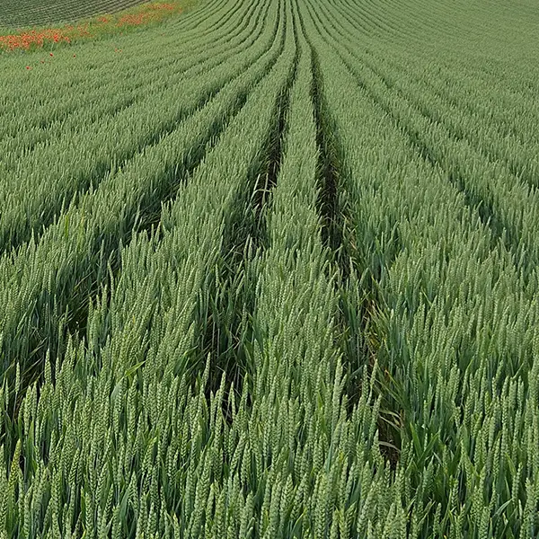 Céréales en lignes de semis espacées