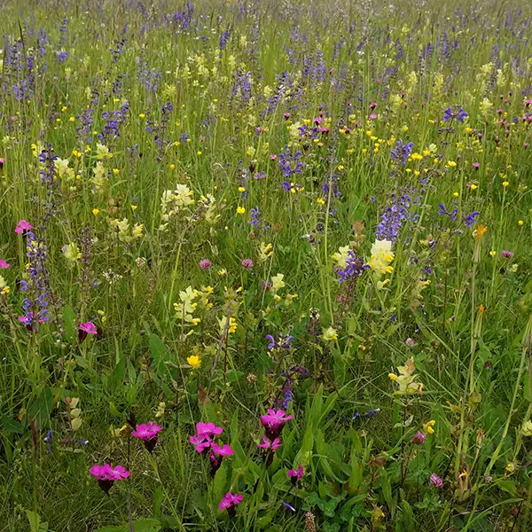 Prairies extensives