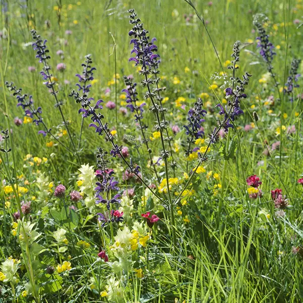 Maintien de prairies permanentes riches en espèces
