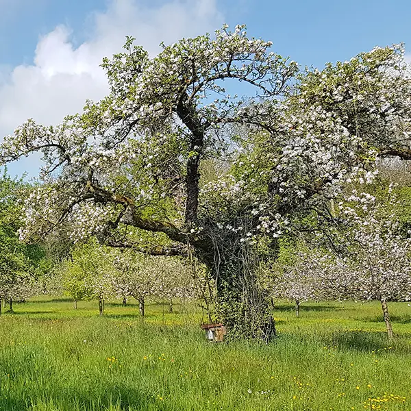 Arbres isolés indigènes adaptés au site et vieux arbres