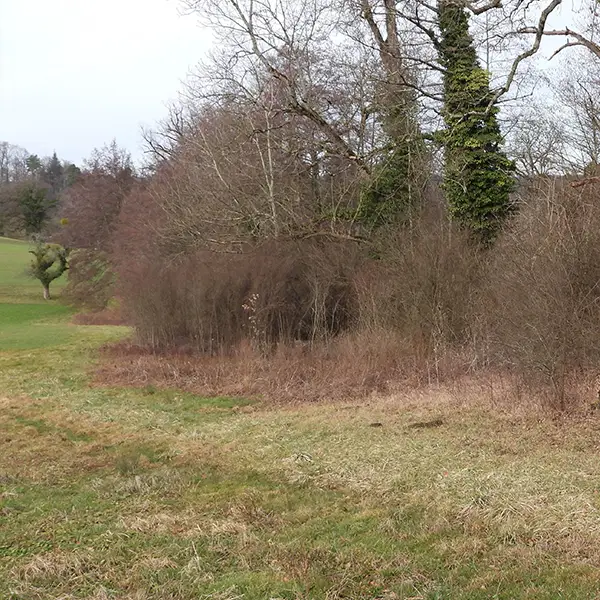 Lisières forestières étagées