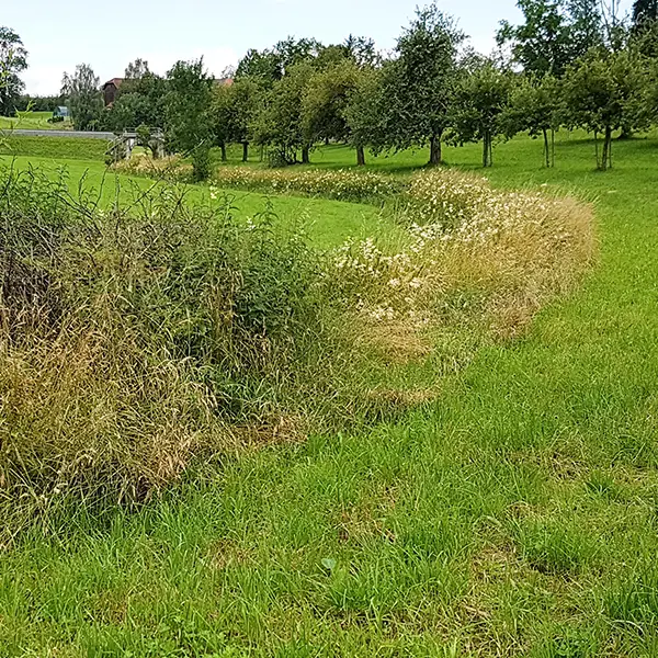 Milieux humides (ourlets de hautes herbes)