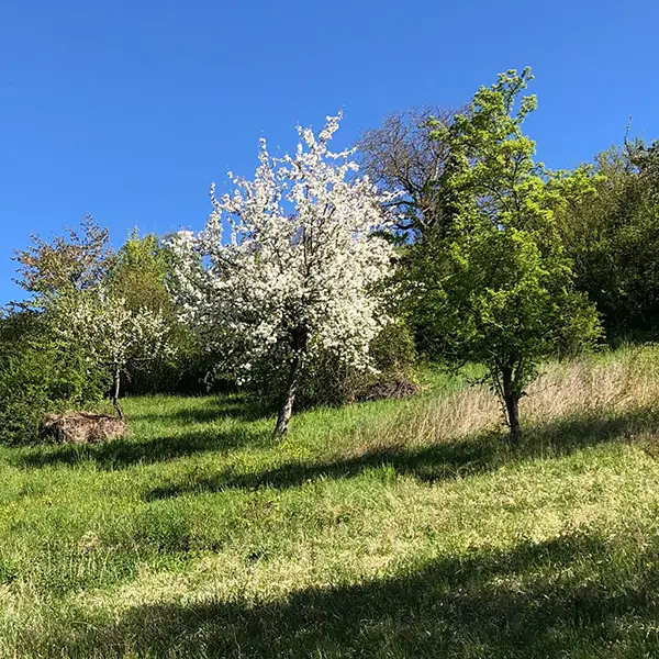 Arbres fruitiers haute-tige