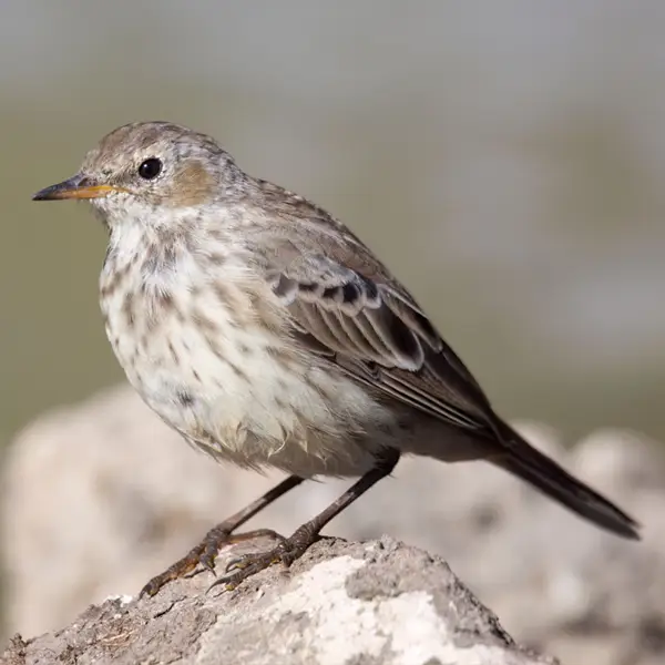 Pipit spioncelle