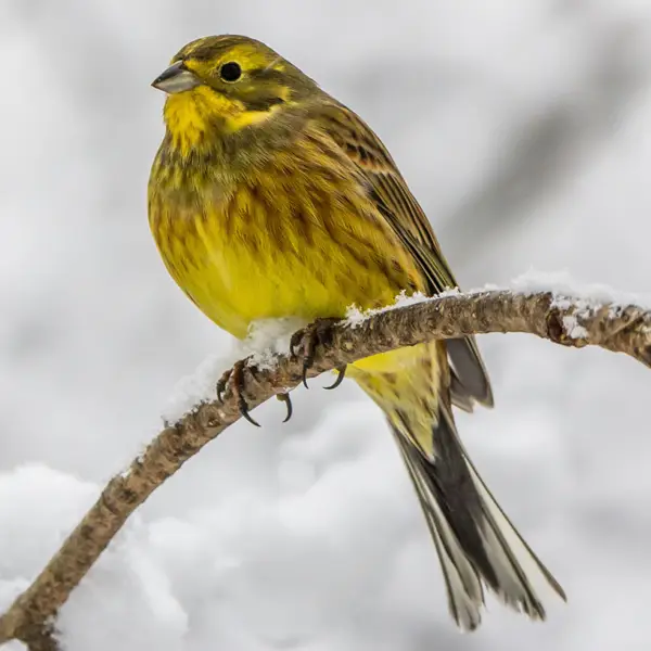 Bruant jaune