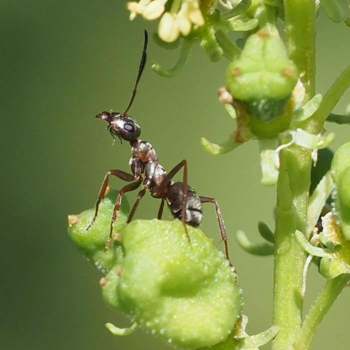 Fourmis Fourmis