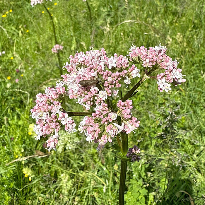 Plantes de milieux humides Plantes de milieux humides