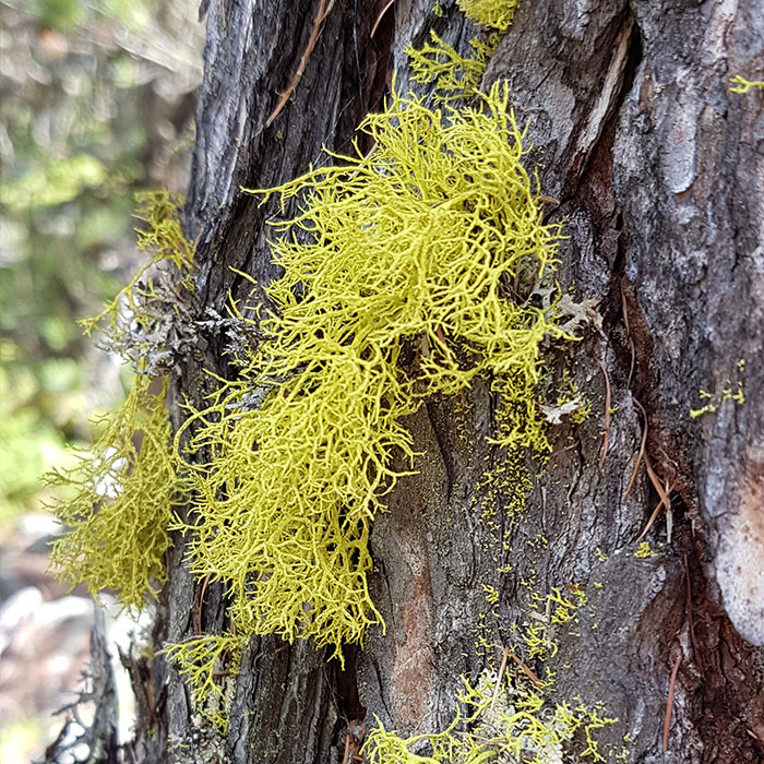 Lichens Lichens
