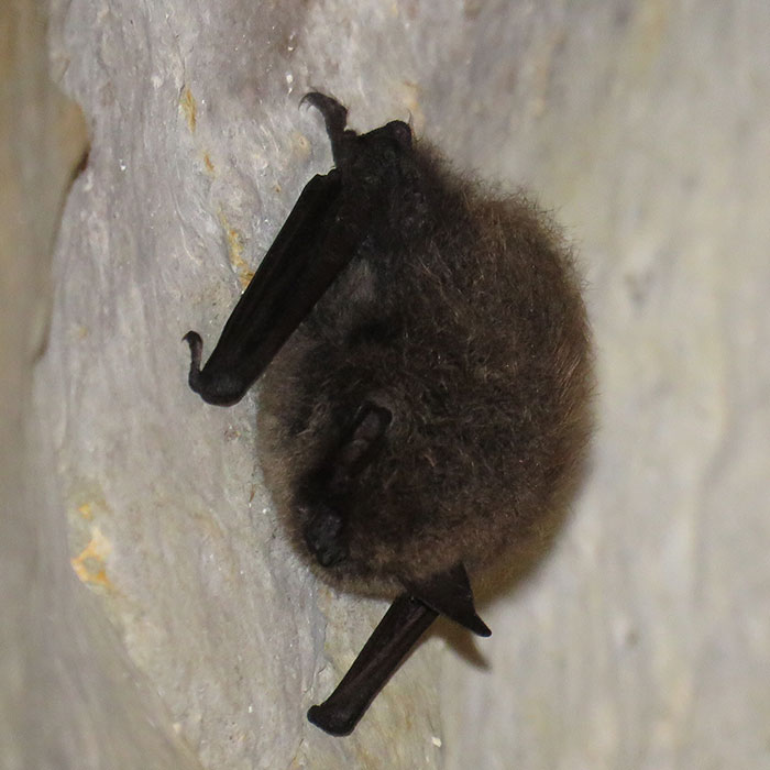 Chauves-souris Chauves-souris