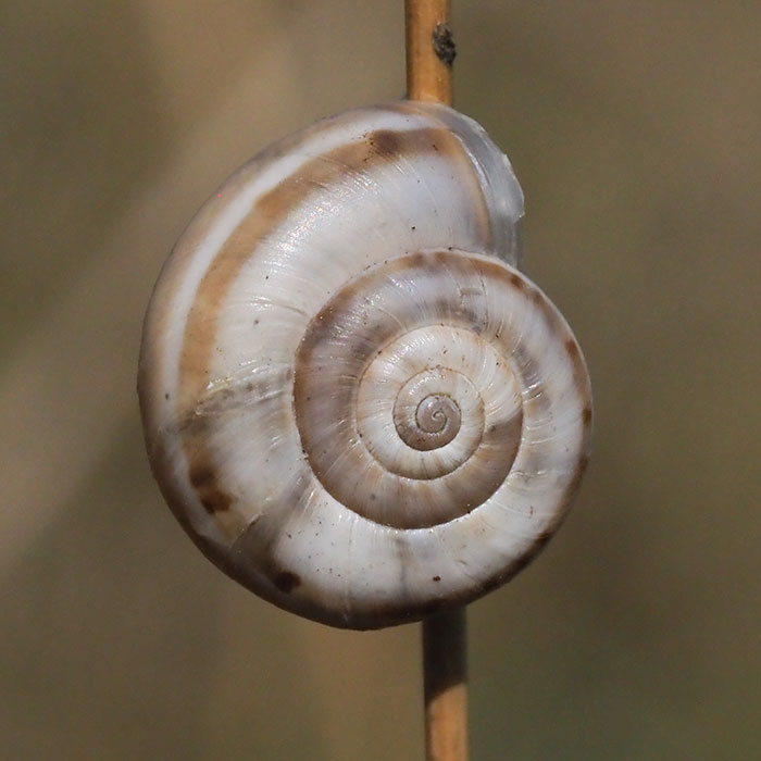 Escargots Escargots