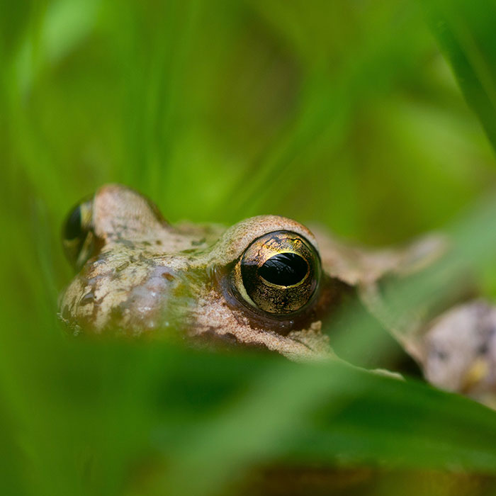 Grenouilles Grenouilles