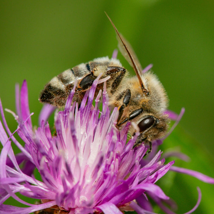 Abeilles mellifères Abeilles mellifères