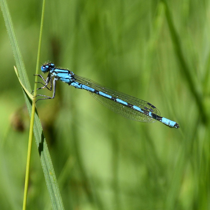 Libellules Libellules