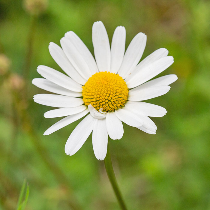 Plantes à fleurs