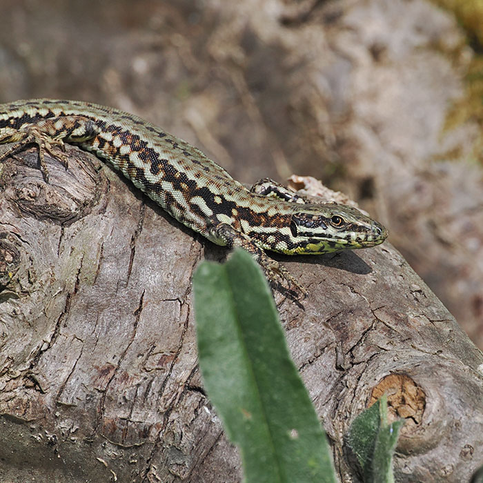 Lézards des murailles Lézards des murailles