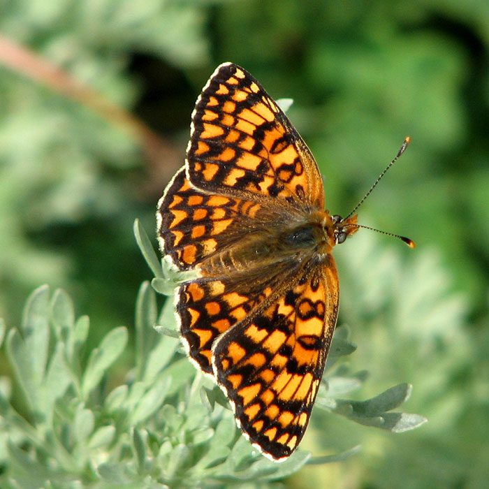 Papillons Papillons