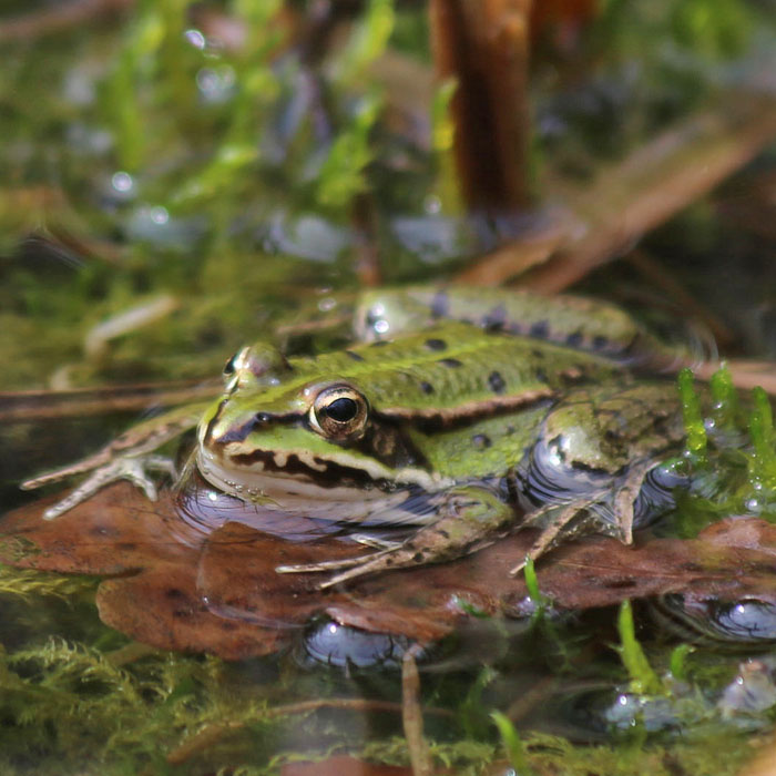 Amphibiens Amphibiens