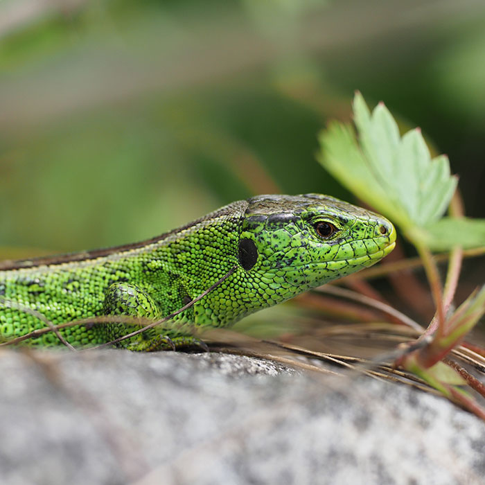 Lézards agiles Lézards agiles